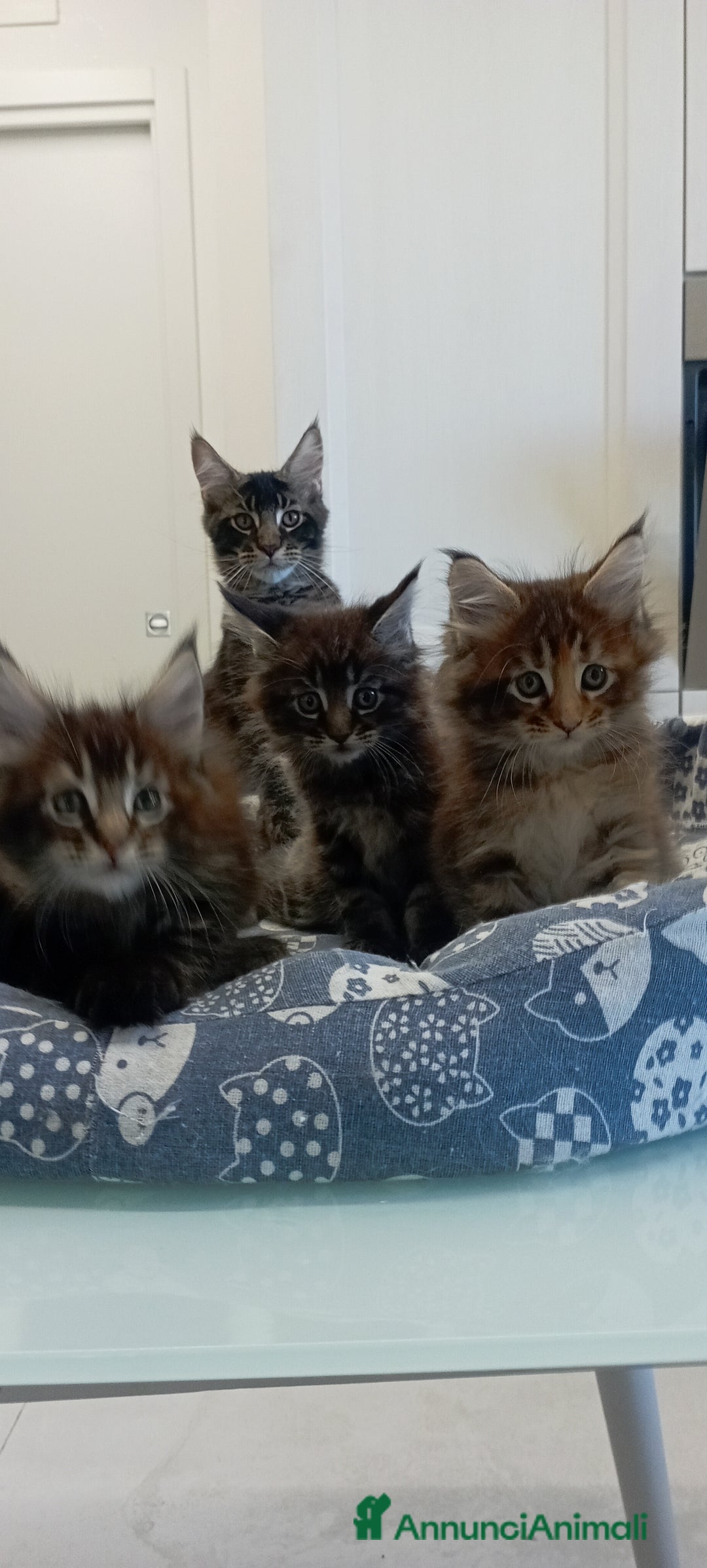 Maine Coon gatti in vendita: Maine Coon con pedigree  - Annuncio 9