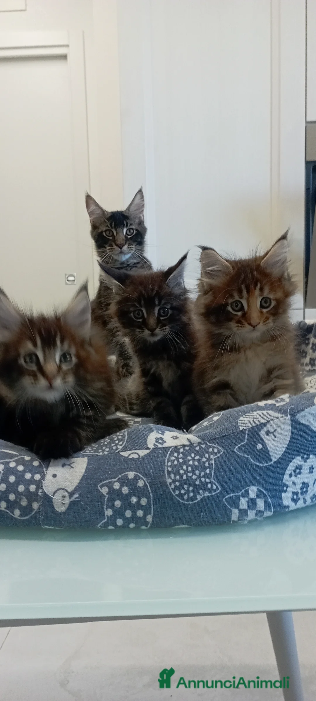 Maine Coon gatti in vendita: Maine Coon con pedigree  - Annuncio 7