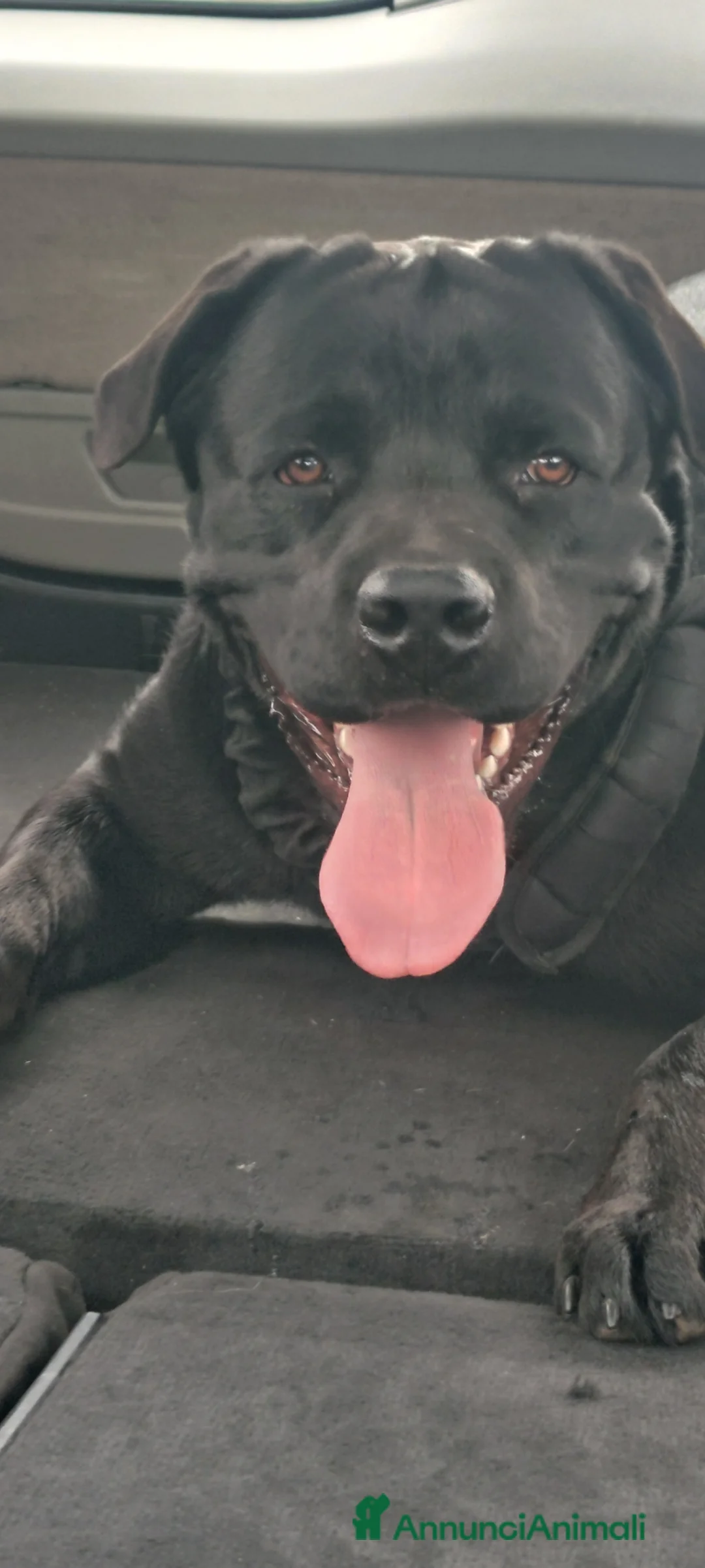 Meticcio cani in vendita: Shepweiler  a Provincia di Padova - Annuncio 2