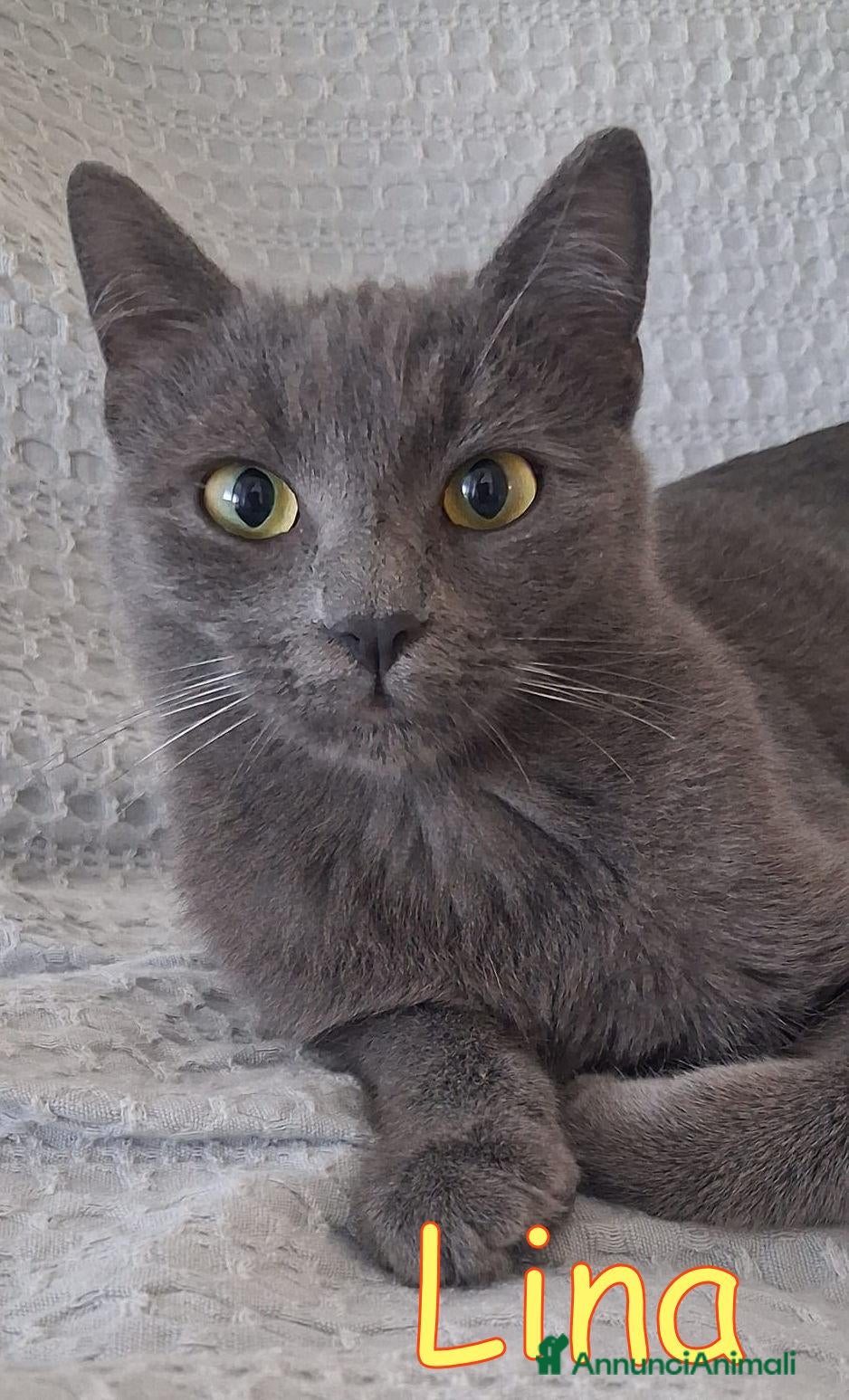 Certosino gatti LINA GATTINA SIMILCERTOSINA MERAVIGLIOSA - Annuncio 21