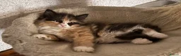 Siberiano gatti in vendita: Gattini siberiani ipoallergenici  - Annuncio 2