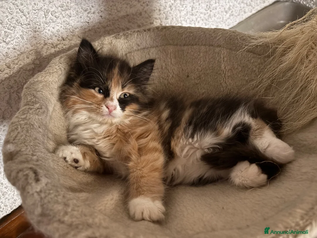 Siberiano gatti in vendita: Gattini siberiani ipoallergenici  - Annuncio 2