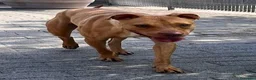 Meticcio cani in regalo: CARLETTO PIT BULLINO - Annuncio 2