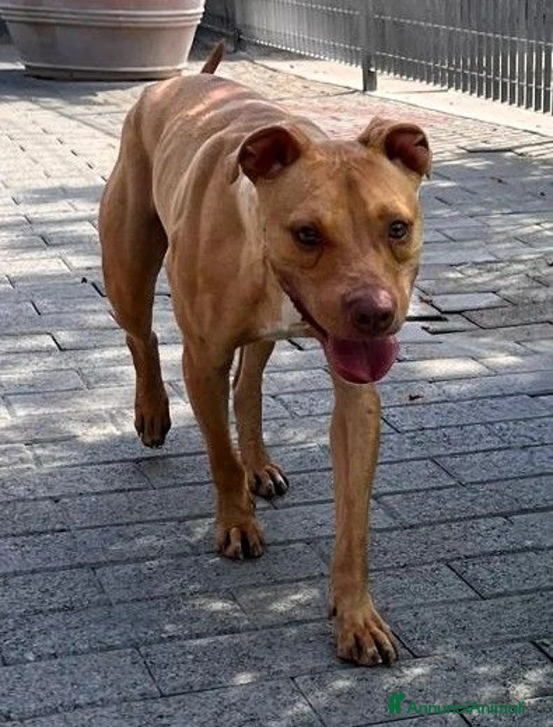 Meticcio cani in regalo: CARLETTO PIT BULLINO - Annuncio 2