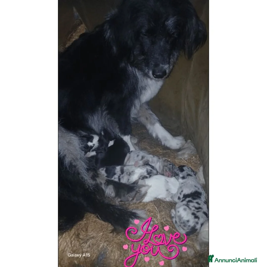 Meticcio cani in vendita: cuccioli pastore della lessinia - Annuncio 11