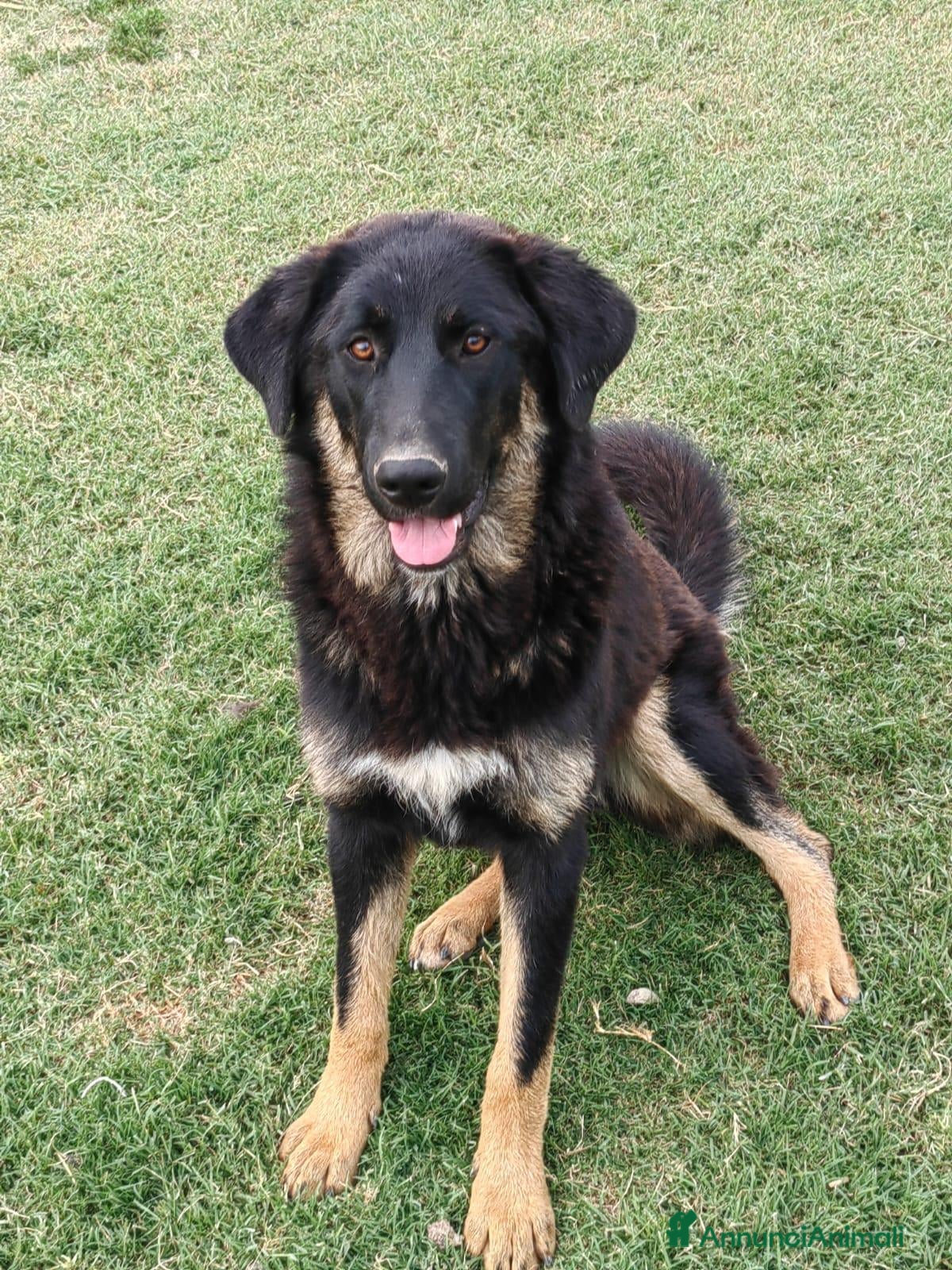 Meticcio cani in regalo: Sissy: cucciolona taglia grande socievole  - Annuncio 6