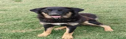 Meticcio cani in regalo: Sissy: cucciolona taglia grande socievole  - Annuncio 1