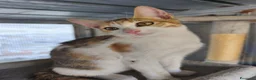 Meticcio gatti in regalo: Milla - Annuncio 4