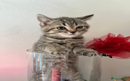 Scottish gatti in vendita: Gattine British a Città Metropolitana di Torino - Immagine 6