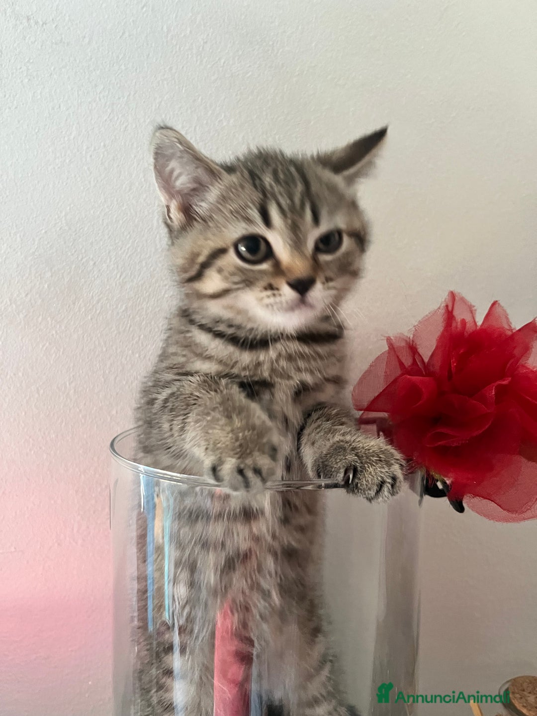 Scottish gatti in vendita: Gattine British a Città Metropolitana di Torino - Immagine 6