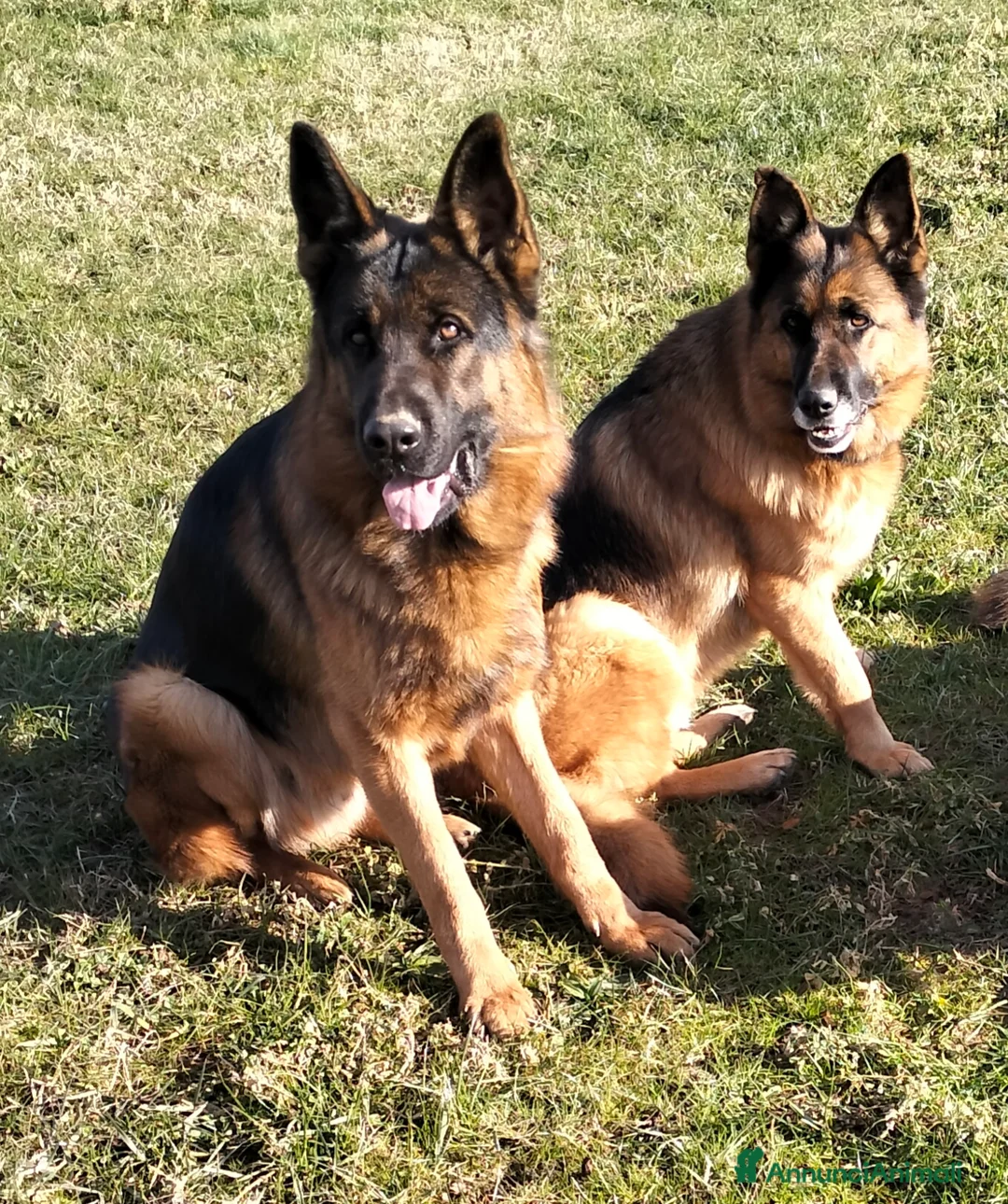 Pastore Tedesco cani in vendita: Cuccioli di pastore tedesco a Provincia di Cuneo - Annuncio 1