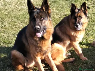 Pastore Tedesco cani Cuccioli di pastore tedesco a Provincia di Cuneo - Annuncio 1