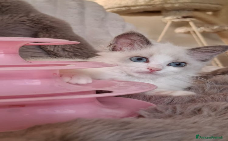 Ragdoll gatti a Province of Asti - Annuncio 1