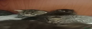 Bengala 2