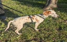 Setter Inglese cani in regalo: Cucciolone incrocio Setter Inglese Breton a Metropolitan City of Rome Capital - Immagine 3