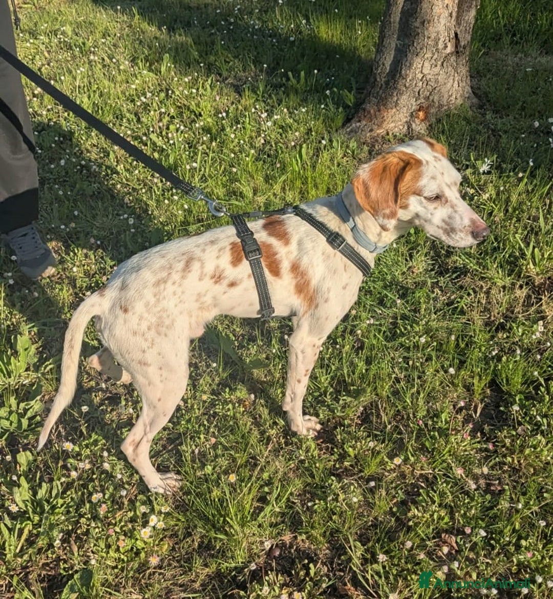 Setter Inglese cani in regalo: Cucciolone incrocio Setter Inglese Breton a Metropolitan City of Rome Capital - Immagine 3