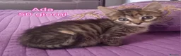 Altre razze gatti in regalo: MICINI, URGENTE! TEMPO SCADUTO  a Provincia di Arezzo - Annuncio 9