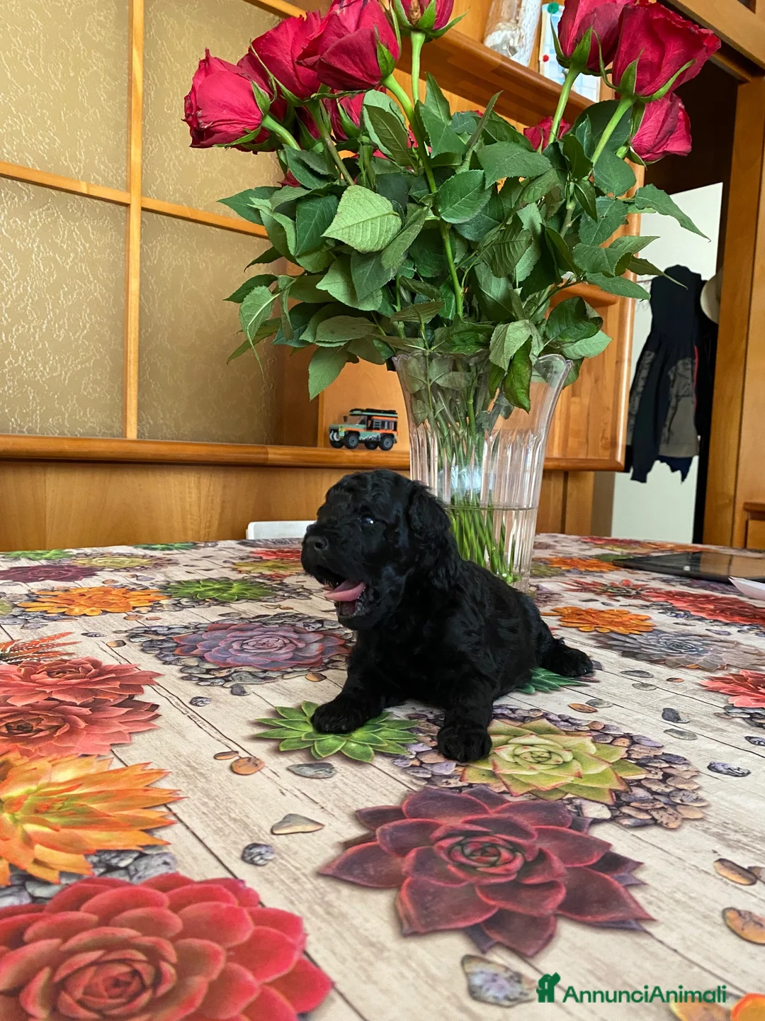 Barboncino Toy cani in vendita: Disponibile splendido cucciolo di barboncino  - Annuncio 1