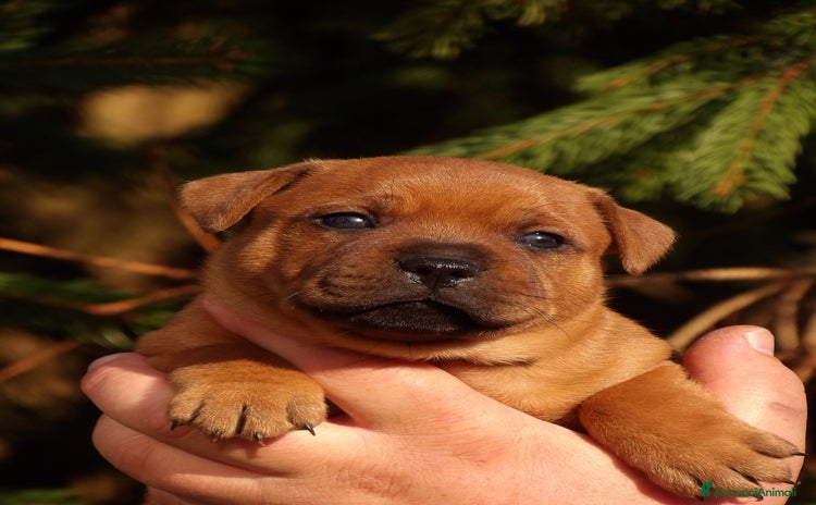 Staffordshire cani - Annuncio 1