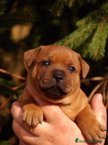 Staffordshire cani - Annuncio 1