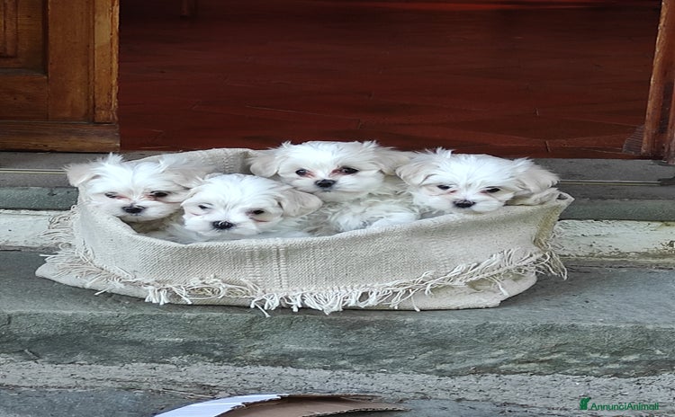 Maltese cani - Annuncio 1