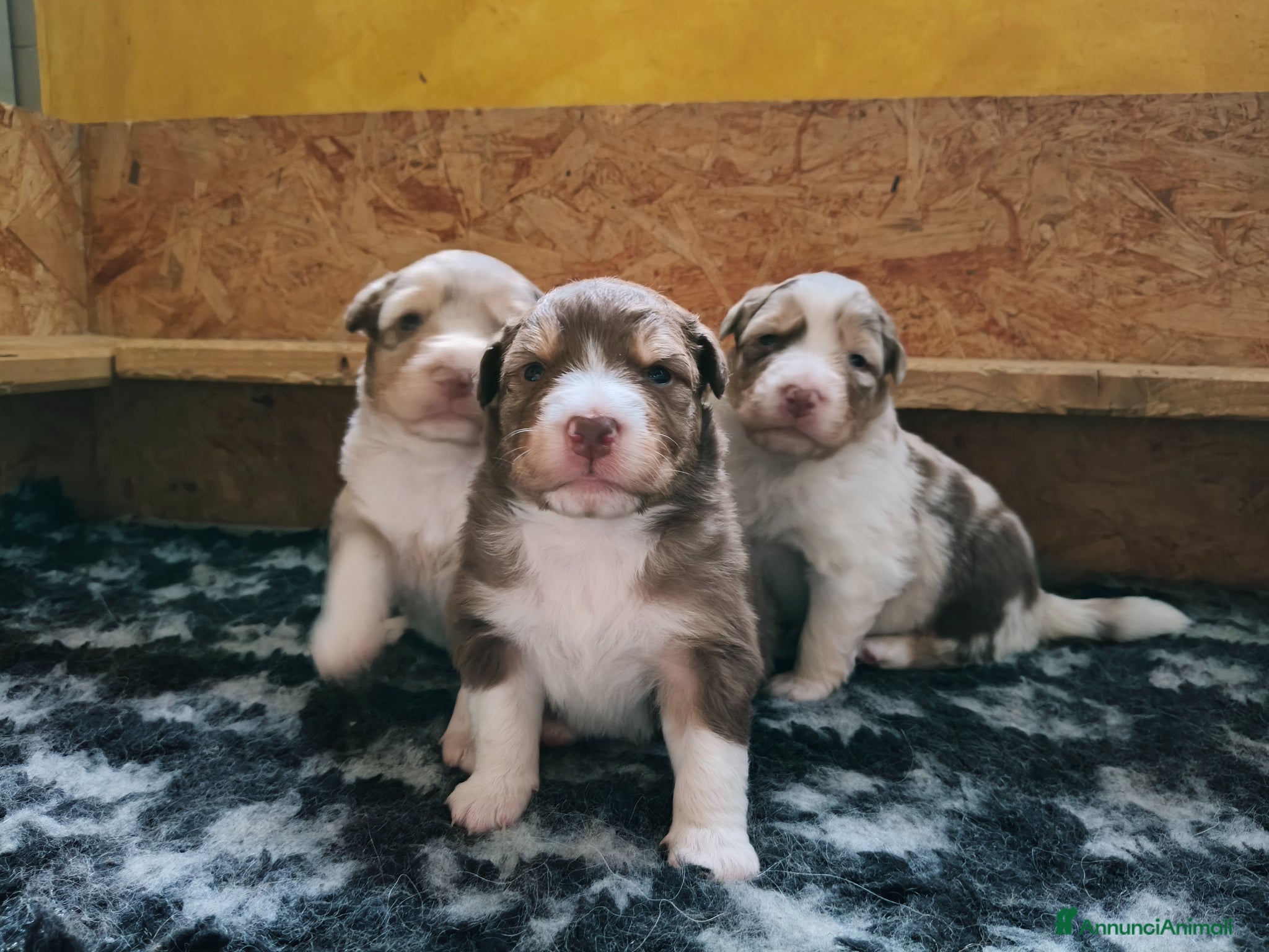 Australian Shepherd cani Cuccioli Australian Shepherd - Annuncio 18