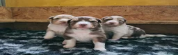 Australian Shepherd cani in vendita: Cuccioli Australian Shepherd - Annuncio 1