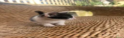 Altre razze gatti in regalo: Gattino di 3 mesi - Annuncio 3