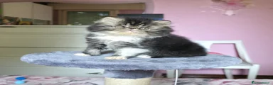 Persiano Gattino 4