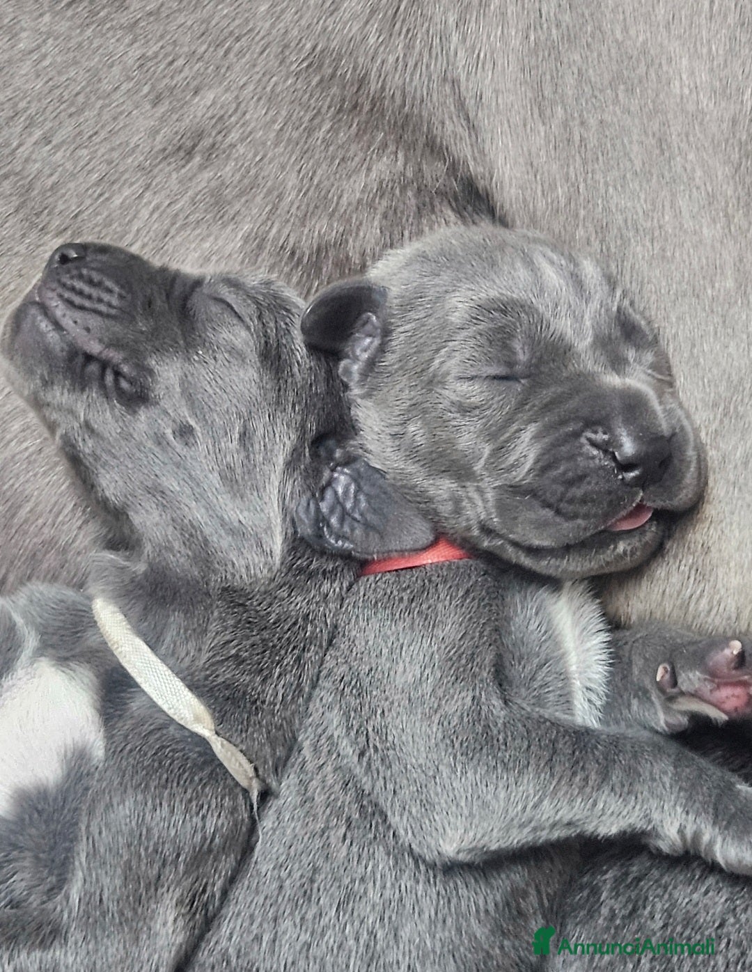 Alano cani in vendita: Cuccioli di alano blu da Allevamento Riconosciuto  - Annuncio 8