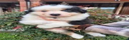 Australian Shepherd cani in vendita: Pastori australiani - cuccioli disponibili - Annuncio 3