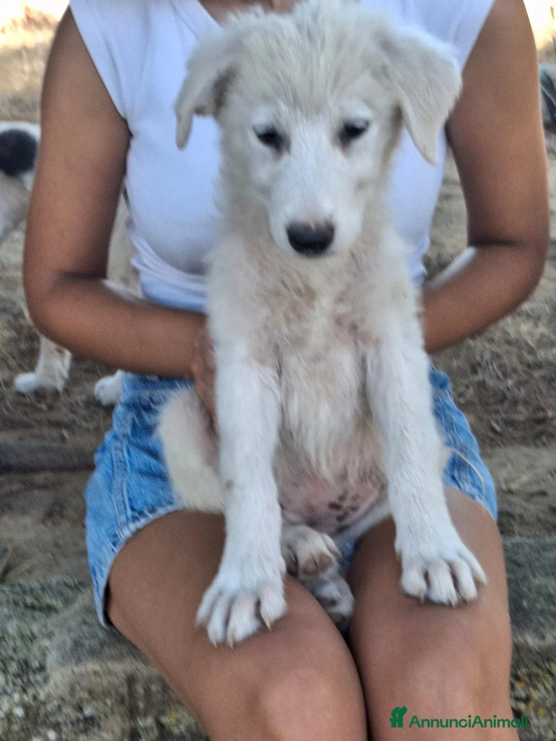 Meticcio cani in regalo: SCAMORZA 🩷 LA DOLCEZZA HA IL MUSO BIANCO a Provincia di Pesaro e Urbino - Annuncio 2