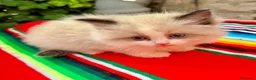 Ragdoll gatti in vendita: cuccioli di ragdoll - Annuncio 1