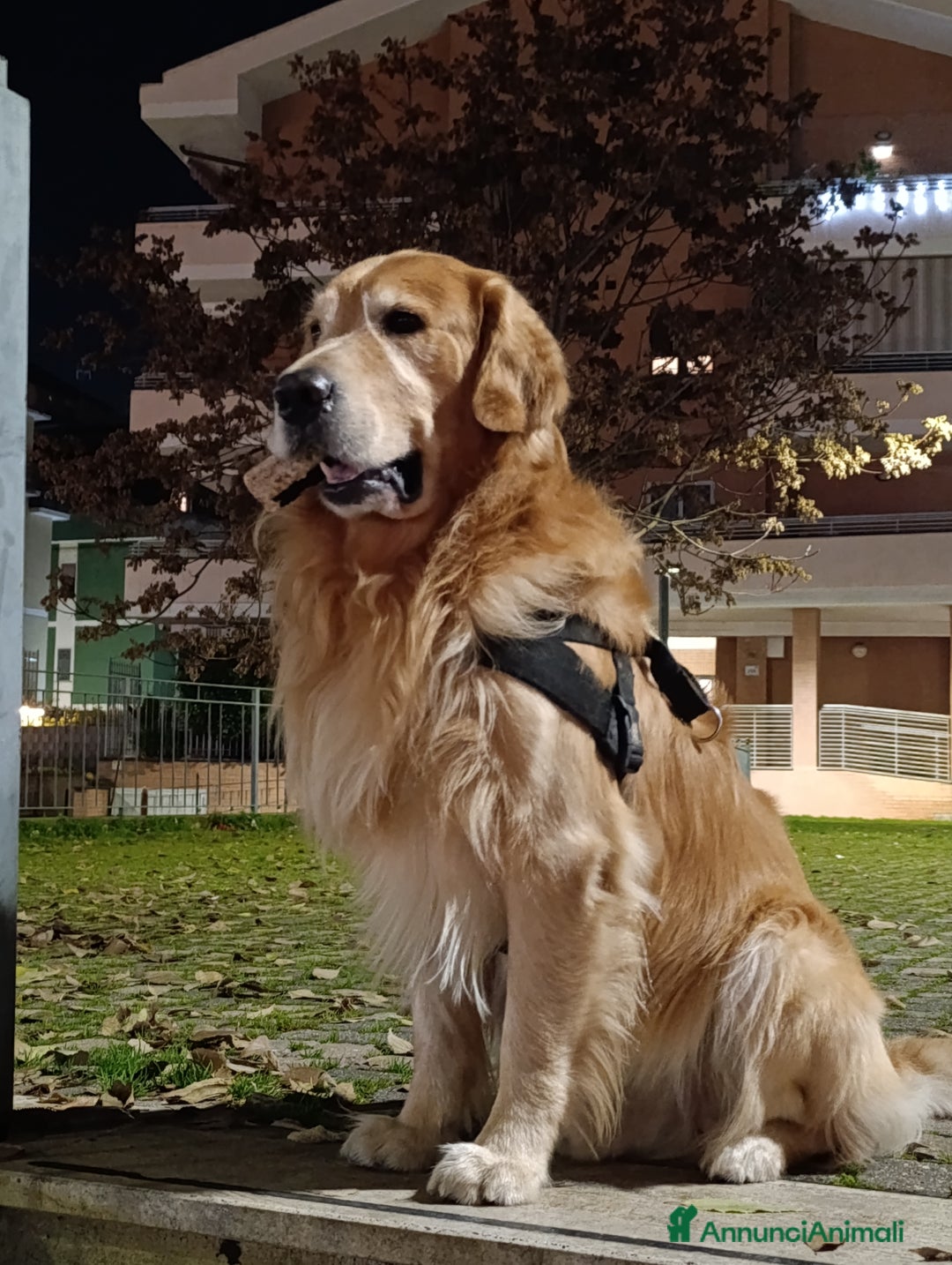 Golden Retriever cani per accoppiamento: Golden retriever maschio per accoppiamento  a Città metropolitana di Roma Capitale - Immagine 6
