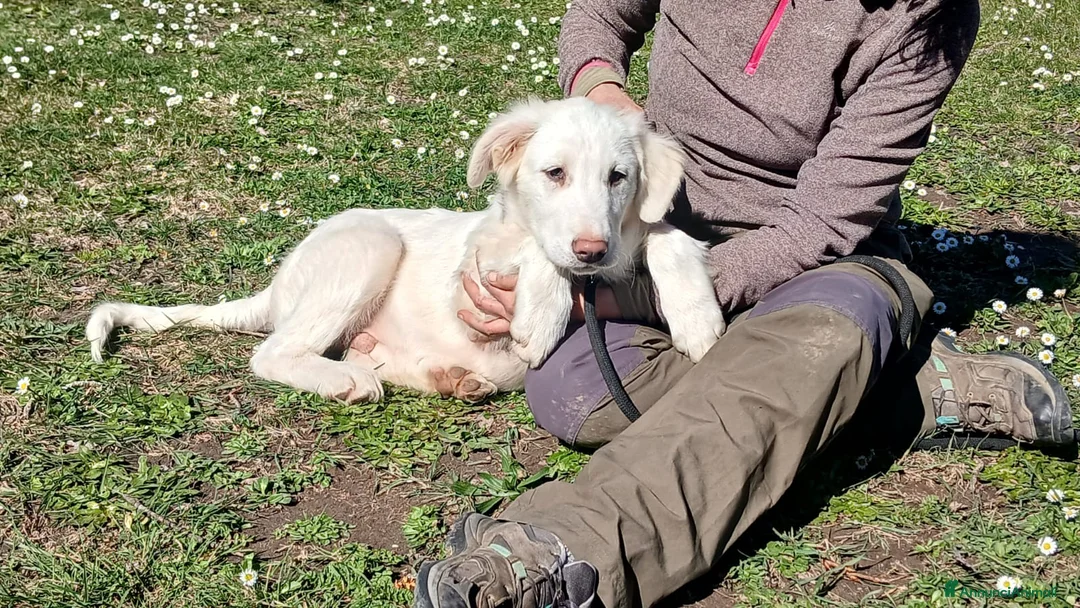 Meticcio cani in regalo: GOLIA E' RIMASTO SOLO, HA BISOGNO DI TE - Annuncio 4