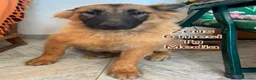 Meticcio cani in regalo: CUCCIOLI: URGENTE, TEMPO SCADUTO  a Provincia di Arezzo - Annuncio 9