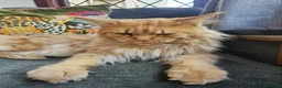 Maine Coon gatti in vendita: Splendidi cuccioli Maine Coon con pedigree - Annuncio 13