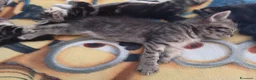 Meticcio gatti in regalo: Regalo gattini nati 14/4 a Provincia di Verona - Annuncio 4