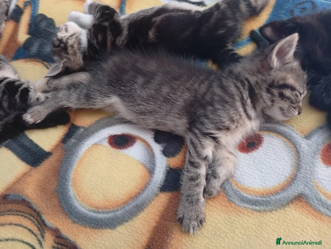 Meticcio gatti in regalo: Regalo gattini nati 14/4 a Provincia di Verona - Annuncio 4