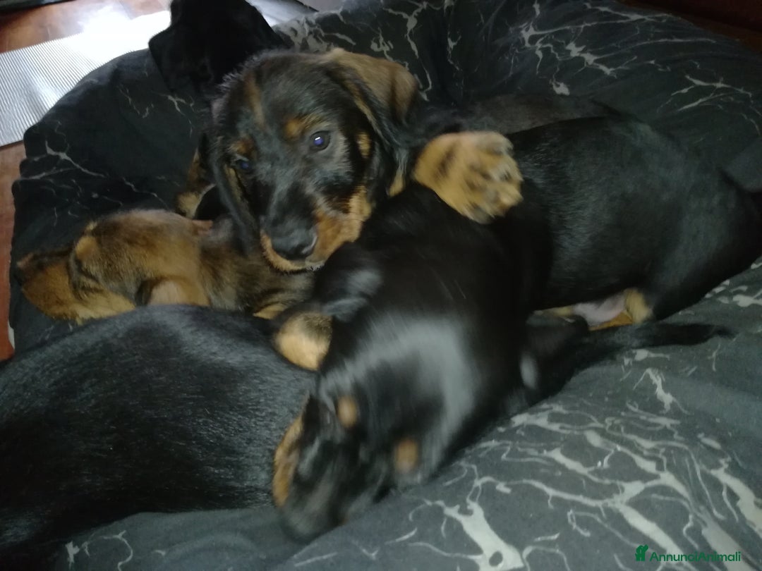 Bassotto cani in vendita: Bassotto pelo duro  - Annuncio 22