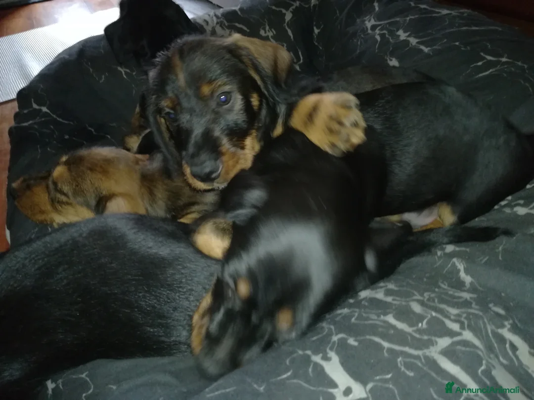 Bassotto cani in vendita: Bassotto pelo duro  - Annuncio 12