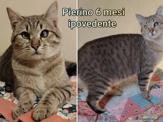 Europeo gatti ADOZIONI URGENTI PER QUESTI GATTINI - Annuncio 13