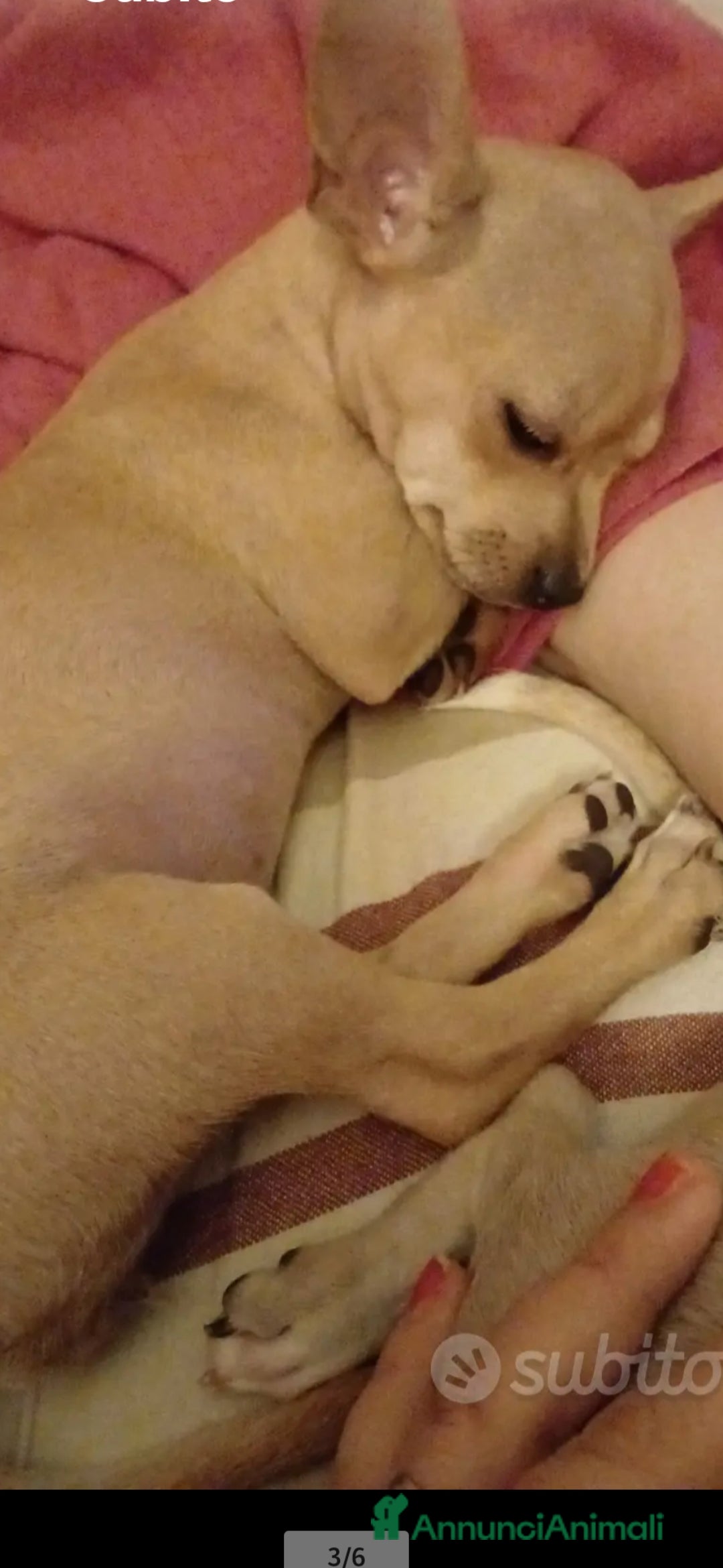 Chihuahua cani in vendita: Chihuahua cucciolini  bellissimi - Annuncio 12