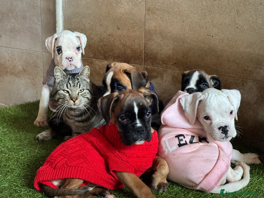 Boxer cani in vendita: CUCCIOLE DI BOXER  - Annuncio 4