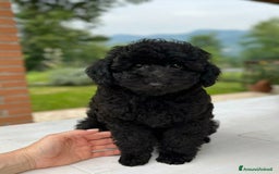 Barboncino Toy cani in vendita: Barboncino Nero Pedigree Enci  - Immagine 2