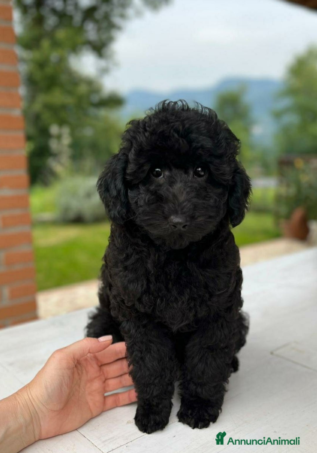 Barboncino Toy cani in vendita: Barboncino Nero Pedigree Enci  - Immagine 2