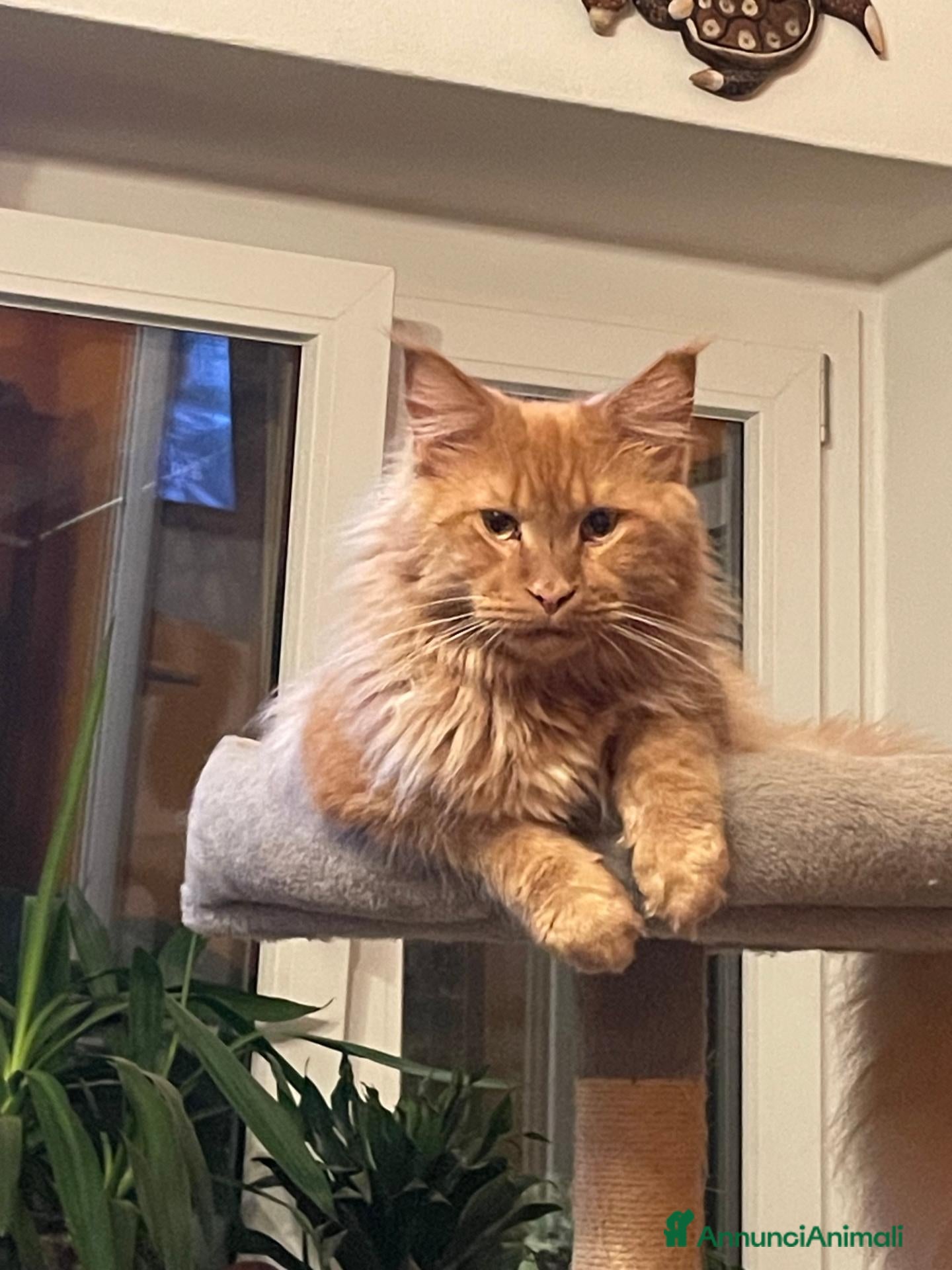 Maine Coon gatti MERAVIGLIOSO MAINE COON DESIDERA TROVARE CASA - Annuncio 1