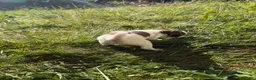 Chihuahua cani in vendita: Cuccioli di chihuahua  - Annuncio 7