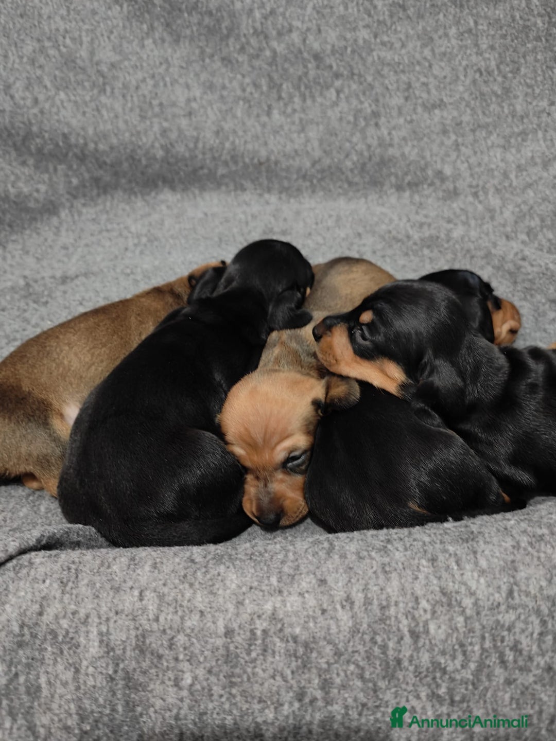 Bassotto cani in vendita: Bassotti nani/kaninken  - Annuncio 3