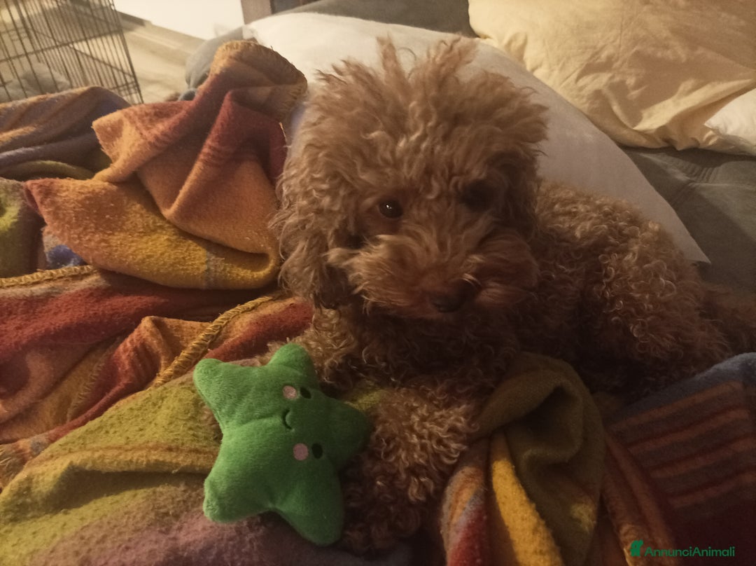 Barboncino Toy cani in vendita: Barboncina Toy pedigree ENCI  - Annuncio 1